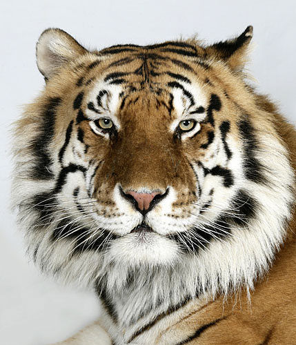 Я тигр