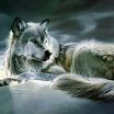 Wolfcloak
