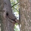 Деревянный оральный секс
