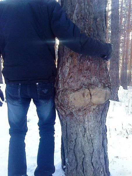 я в лису