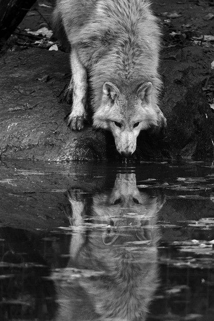 Wolfcloak