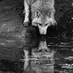 Wolfcloak