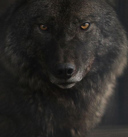 Волчонок