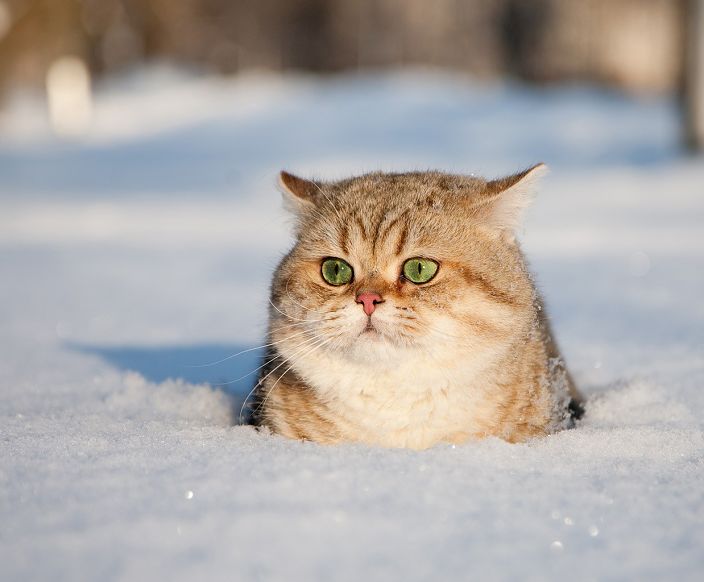 кот