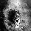 Wolfcloak