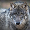я серый волк