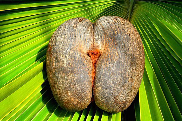 Плод веерной пальмы