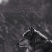 Wolfcloak