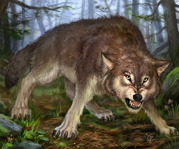 Wolfcloak