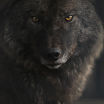 Wolfcloak