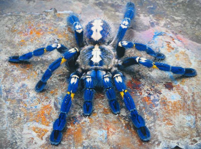 Люблю поучков