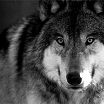 Ласка одной волчицы лучше, чем гарем дешевых гиен.