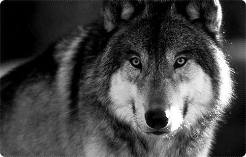 Ласка одной волчицы лучше, чем гарем дешевых гиен.