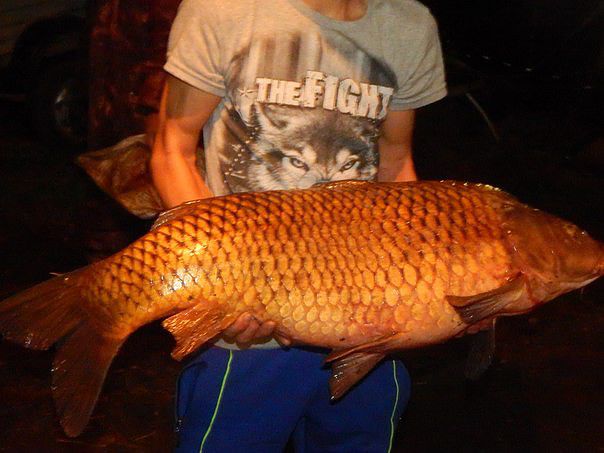 я тоже хочу