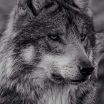 Wolfcloak