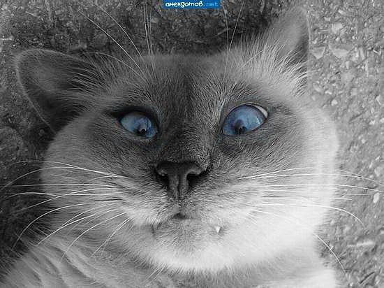 котик