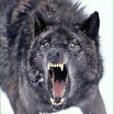 Wolfcloak
