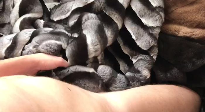 chinchilla fuck