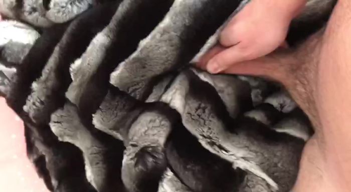 chinchilla fuck